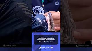 Download lagu Gigi ular piton yang sangat mengerikan | JEJAK FAUNA mp3