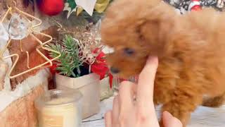 トイプードルの動画01