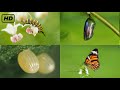 Life Cycle Of A Butterfly 4k HD From Eggs To Full Grown Butterflies Hugs Of Life