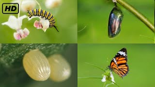 Life cycle of a butterfly 4k HD ||  From eggs to full grown butterflies  || Hugs of life ||
