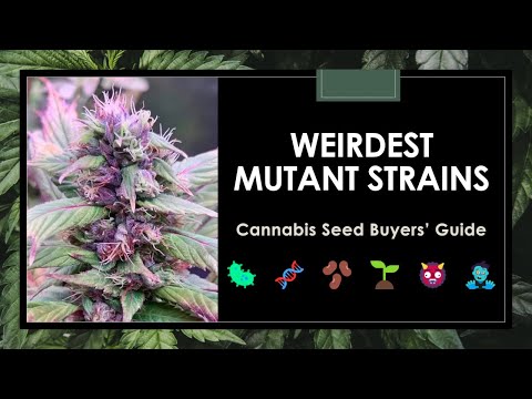 16 Weirdest Weed Strains | Mutant Cannabis Seeds Guide