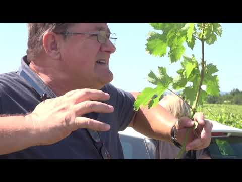 Zlatno klasje #170: Radionica cijepljenja vinove loze metodom "zeleno na zeleno"