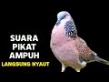 Suara Burung Tekukur Gacor Memanggil Temanya