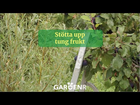 Supporting Heavy Fruit Trees - GardenHacks by GardenR