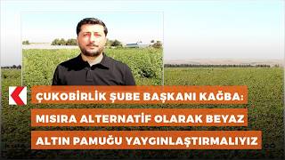 Çukobirlik Şube Başkanı Kağba Mısıra alternatif olarak beyaz altın pam
