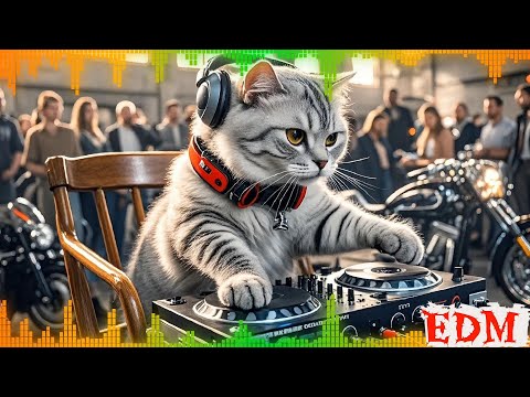 Tomorrowland Mix 2026 - Martin Garrix, Avicii, Nicky Romero,Steve Aoki - Best Remixes & Mashups 2026