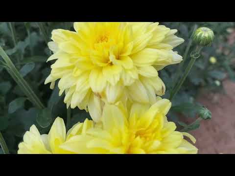 Exploring Nature's Beauty | Chitti Roja, Chamanthi & More Flowers | Bala Baskar Bollisetty