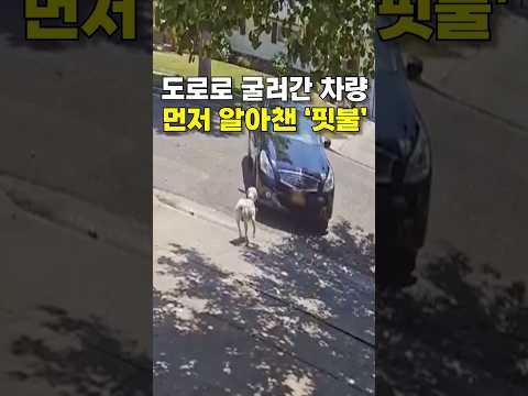 도로로 굴러간 차량, 먼저 알아챈 '핏불' 😭😭