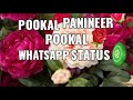 Pookal Panineer Pookal WhatsApp Status WhatsApp Status UNNU ACHUNNA