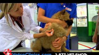 Dog and Cat Vaccinations Clinics by Veterinarians. How to protect you pet for less at PETCO.