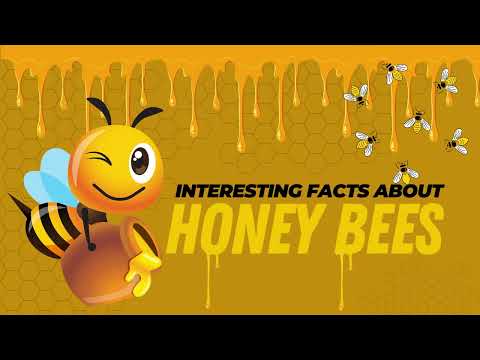 Amazing Facts about Honey Bees | Honey Bee Facts for Kids | How do Honey Bees make Honey