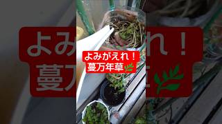 【農学修士地獄#sdgs 】#蔓万年草 の枯れそうなのを撤去し、コンポストタワーから植え替えて、蘇りを期待した6月24日某日#食べられる草 #ベランダ菜園 #貧乏生活 #独身中年 。