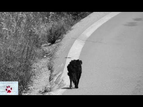 A dog's life in black and white