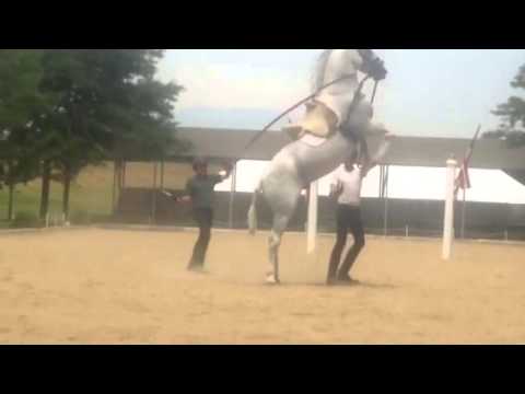 The Capriole in training