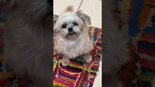Look at the TOOFERS!! 🤣🤣🤣🤣 Look at the TOOFERS!! 🤣🤣🤣🤣