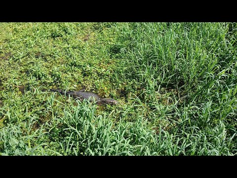 IBERA SALVAJE -  SENDERO DE LOS MONOS - RIO CORRIENTES -   SETIEMBRE 2025