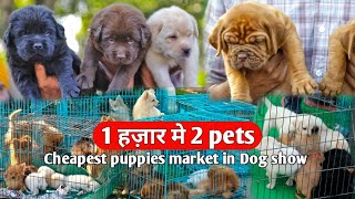 1 हजार मे 2 pets with phone number || All breeds Cheapest puppies and pets market