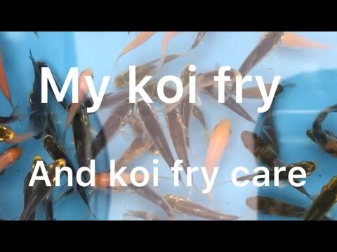 How to care for koi fry CuttleBrook koi farm fry
