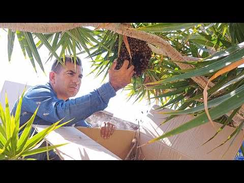 How to Relocate Bees #79