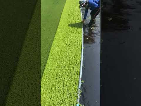 Lihat! Begini Cara Petani Pintar Memanen Tanaman Azolla #shorts
