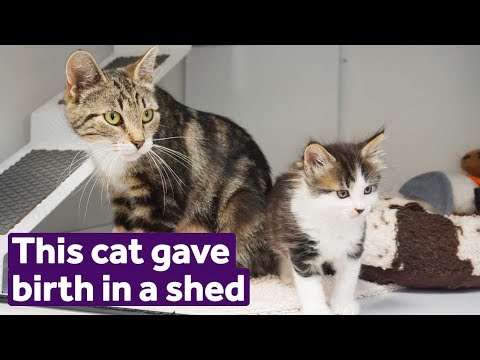 Cat gives birth in a shed and only one kitten survives | Mayhew