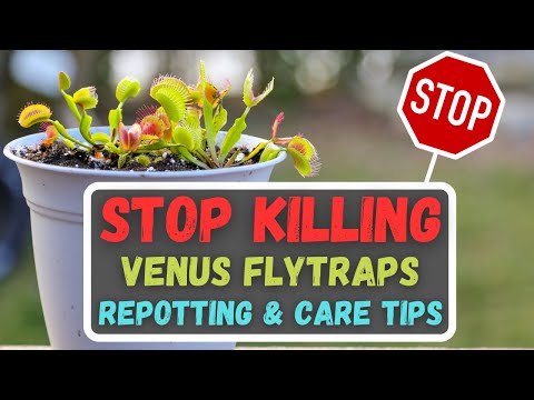 Repotting A Venus Flytrap + Walmart Venus Flytrap Care Tips + Common Venus Flytrap Misconceptions!