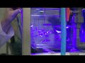 Inside our ZebraFish Facility: Genetic, Life-Saving Research