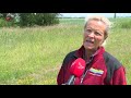 Veel meer wilde orchideeën in bermen