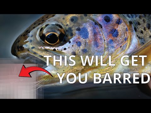 Why This Fly Is BANNED on Most Waters in The UK (And How to Fish It)