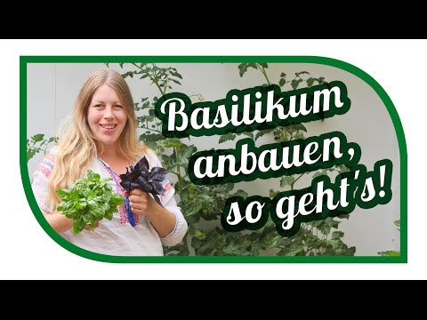 Successfully grow 🌿 propagate 🌿 harvest basil correctly
