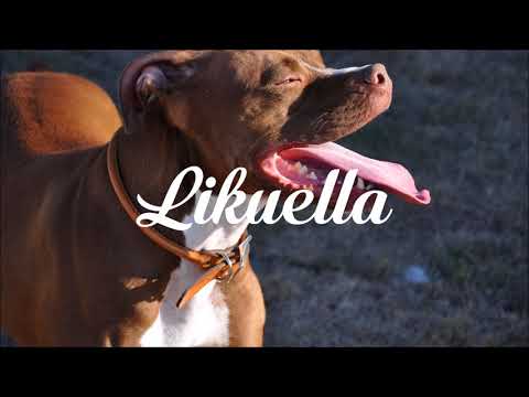 DJ Kass - Scooby Doo PaPa (LaKosta Remix)