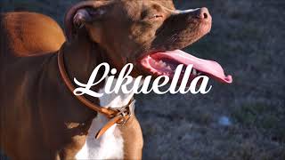 DJ Kass - Scooby Doo PaPa (LaKosta Remix)