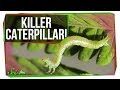 Meet the World’s Most Terrifying Caterpillar