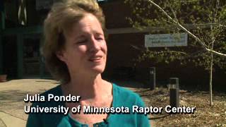 Minnesota clinic battles vulture invasion - Apr 20th, 2015