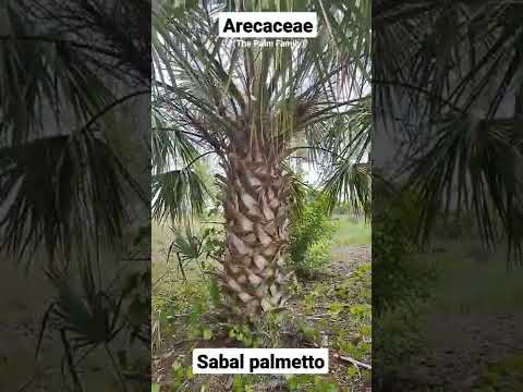 , title : 'Plant of the Day: The Sable Palm (Sabal palmetto) #facts #plants #educational #edible #palms #botany'