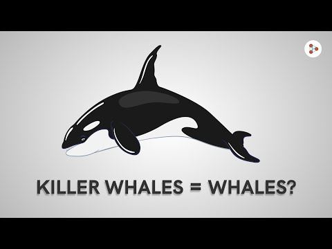 Killer whales = whales?