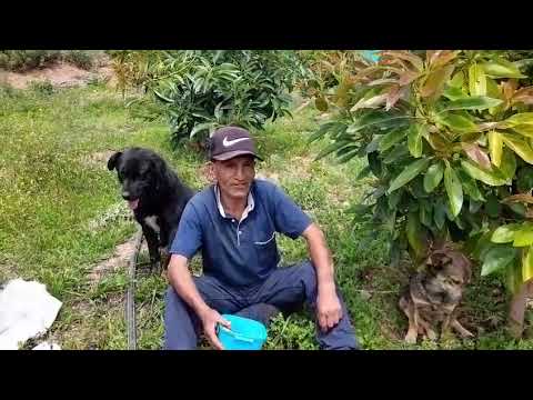 Ponto Viejo - Huari - Ancash 🌳🌺 Huerto D' Simeon Torres P. ✨ 