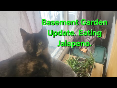 Basement Garden Update. Eating Jalapeno.