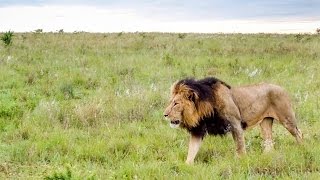 Nambiti Game Reserve in South Africa | WILD LIONS GET WAY TOO CLOSE