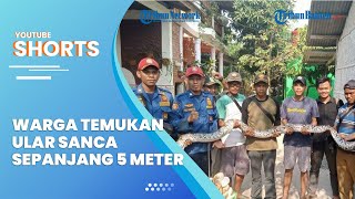 Warga Temukan Ular Sanca Kembang Sepanjang 5 Meter dan 50 Butir Telur di Tirtamulya Karawang