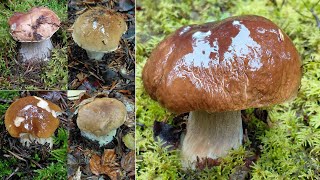 Picking boletus mushrooms in the rain