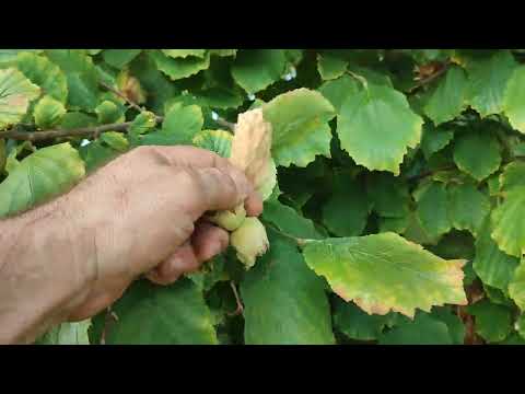 Φουντουκιά άγρια corylus colurna χρησιμοποιείται ως υποκείμενο για εμβολιασμό με Corylus Avellana