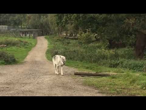 Timber wolf spotted in UK 🇬🇧