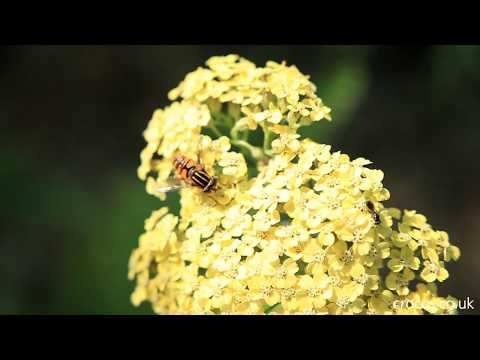 Late summer flowers for bees