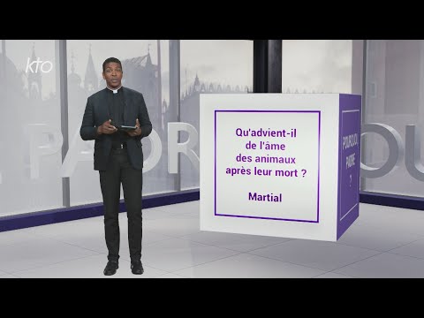Qu’advient-il de l’âme des animaux après leur mort ?