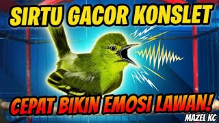 Download lagu Sirtu gacor bikin emosi semua lawan! mp3