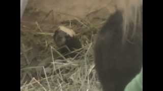 preview picture of video 'African Striped Weasel at the Hogle Zoo'