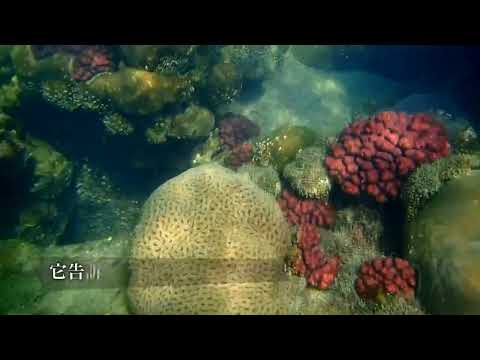 台灣中油永安液化天然氣廠珊瑚生態影片 30秒版