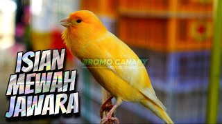 Download lagu MATERI ISIAN JAWARA - MASTERAN KENARI ISIAN BLACKTHROAT DAN SIKATAN LONDO GACOR MEWAH mp3