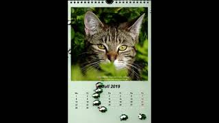 Kalender 2019 Katze Mimi